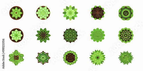 Collection of vibrant top down illustrations of various succulent plants