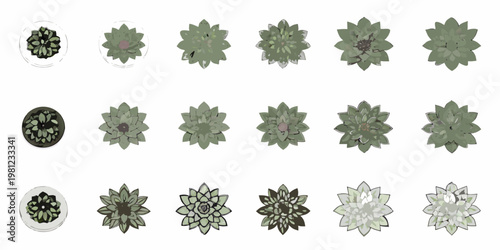 Collection of succulent plants in various shades of green top down view