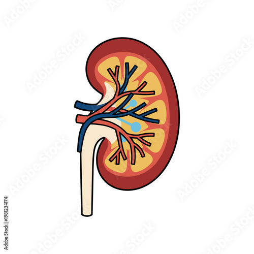 A stylized illustration of a human kidney shows its internal structure with arteries, veins, and nephrons.