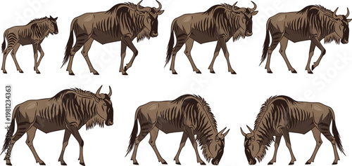 Wildebeest vector set with different poses walking grazing and standing African wild animal illustration collection