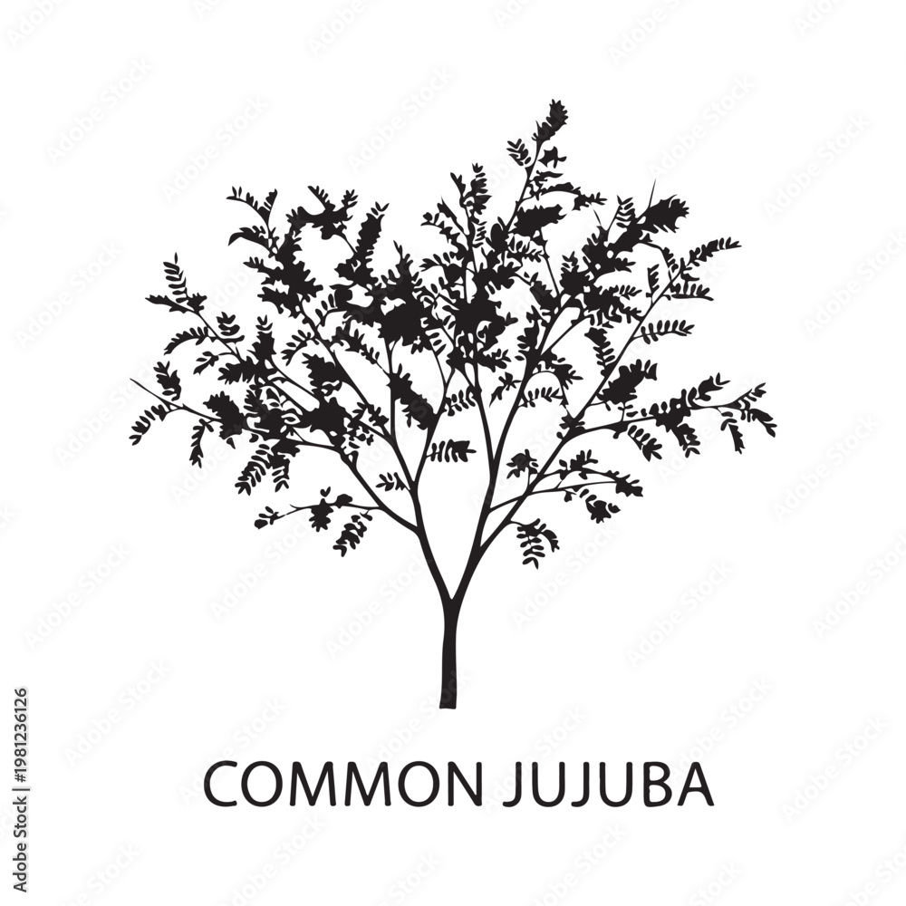 Fototapeta premium Silhouette of a Common Jujuba tree, large leafy botanical plant vector.