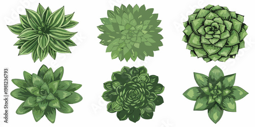 A collection of six vibrant green succulent plants against a white background