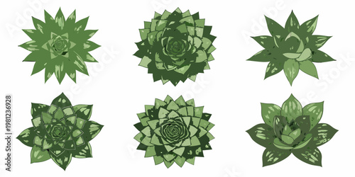 Six illustrated succulent plants arranged in a grid pattern