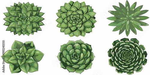A collection of six watercolor illustrations depicting various succulent plants