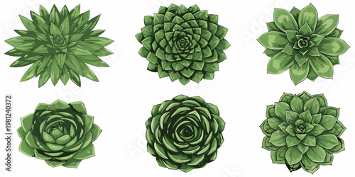 A collection of six vibrant green succulents arranged in a grid pattern