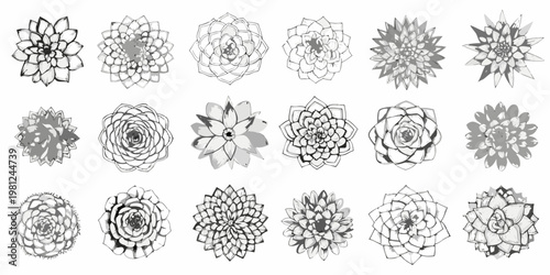 Collection of grayscale succulent illustrations in various geometric forms