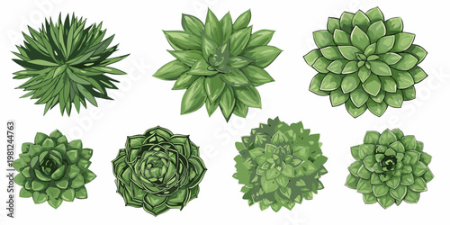 A collection of vibrant green succulent plants arranged on a white background