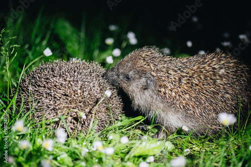 Bild auf Leinwand Two hedgehogs during mating season in green grass
