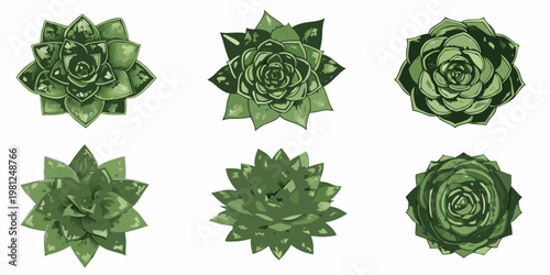Six green succulent plants arranged in a grid pattern on white