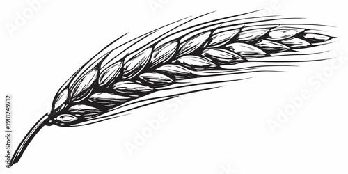 Detailed black and white illustration of a single wheat stalk