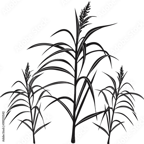 Sugarcane Stalks with Leaves Minimalist Vector Silhouette