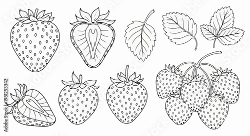 Collection of outline drawings of strawberries, leaves, and a halved strawberry