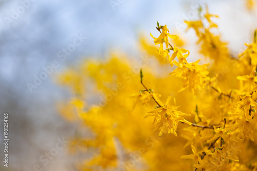 Yellow flowers of a blooming Forsythia bush in a spring garden
