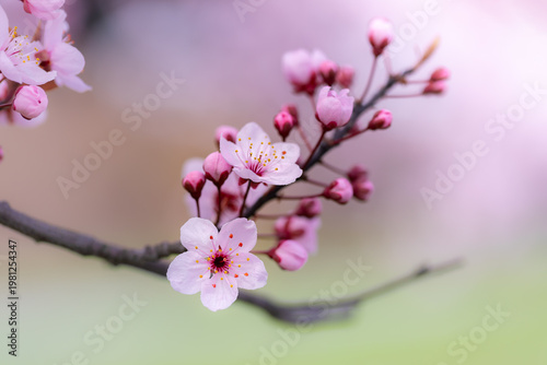 Pink cherry blossom flowers, spring garden, floral wallpaper or floral background for your design	