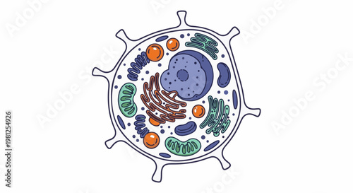 Cartoon illustration of a plant cell showing various organelles in detail