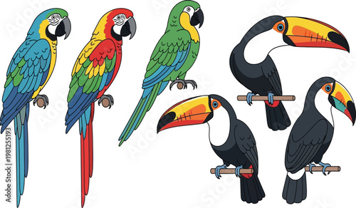 Vibrant tropical birds including parrots and toucans in detailed illustration Vector