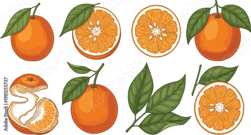 Creative illustrations of oranges in various forms and stages of preparation Vector