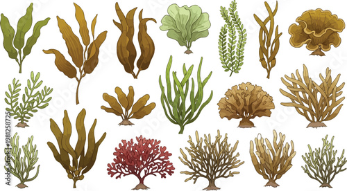 Diverse illustrations of marine algae and seaweed varieties in underwater environments Vector