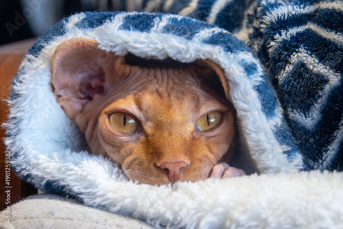 Close-up portrait of a curious Sphynx cat with intense eyes