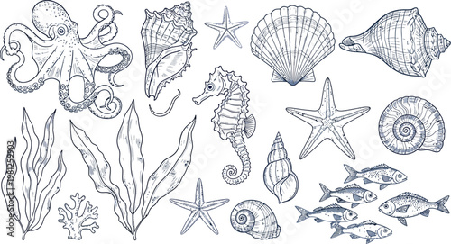 Diverse marine life and oceanic shell illustrations in detailed line art Vector