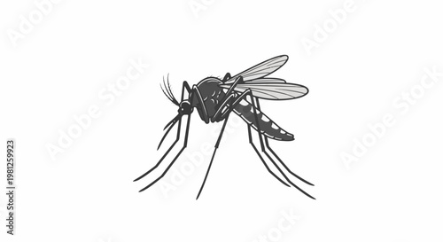Close-up illustration of a mosquito with detailed wings, legs, and body