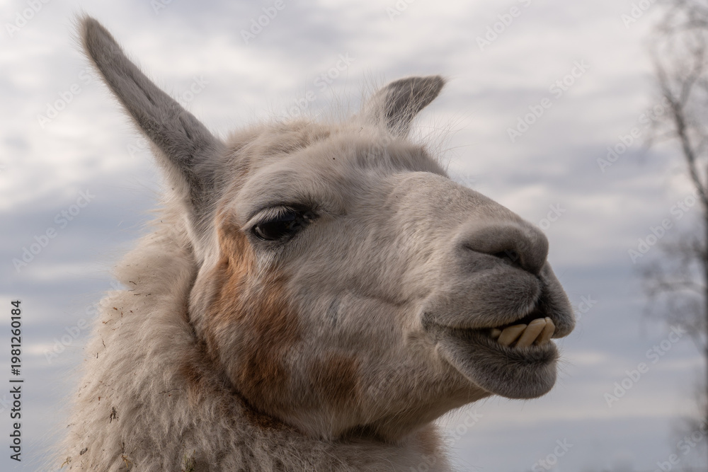 Fototapeta premium Lama