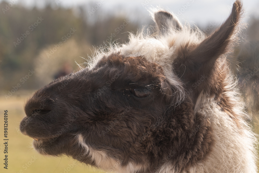 Fototapeta premium Lama