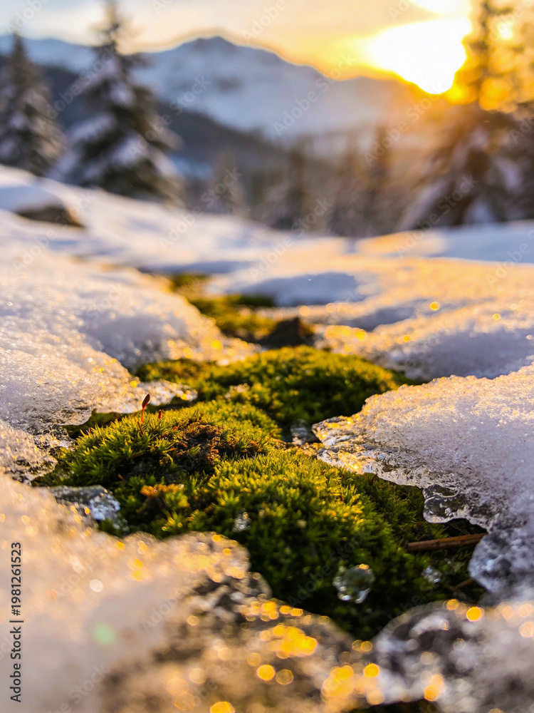Fototapeta premium Macro World of Forest Moss and Lichen