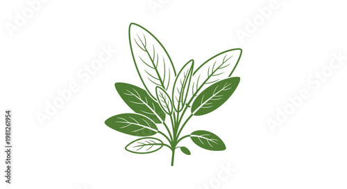Green sage leaves illustration on white background for culinary and design