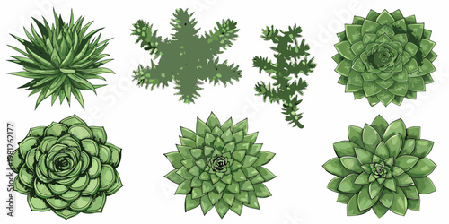 A collection of various green succulent plants in a botanical illustration