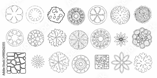 Botanical illustration of diverse microscopic plant cell structures and patterns