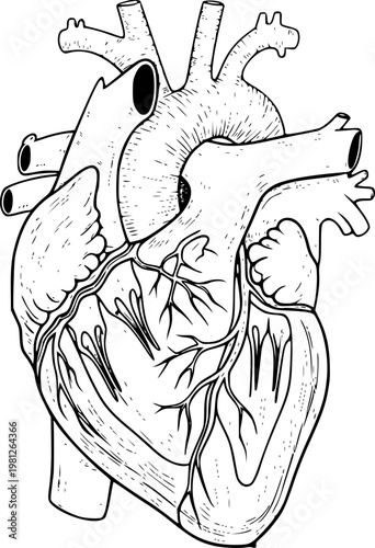 Detailed Anatomical of Human Heart with Visible Arteries and Veins White Background