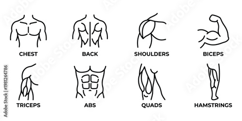 Set of black line representing human muscle groups for fitness and