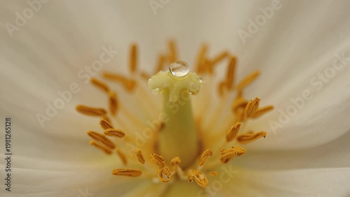 Explore details of flower petals and stamens during bright day with soft light and gentle focus
