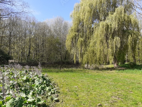 a beautiful town park with a big green weeping willow next to a pool and green grass in springtime