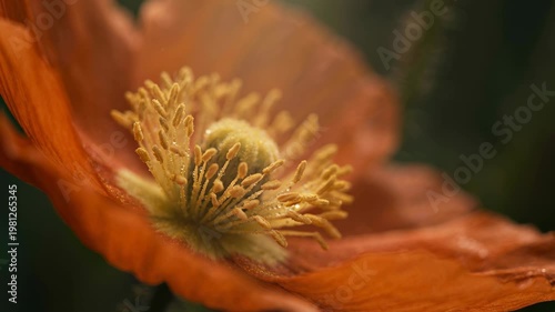 Extreme macro view of flower petals, stamens, and pollen in natural light with shallow depth of field