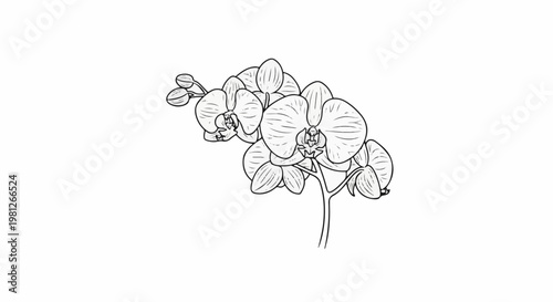 Delicate black and white sketch of a flowering orchid branch with buds