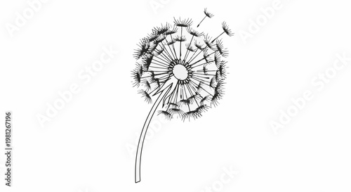 Delicate dandelion seed head with wispy seeds blowing in the breeze