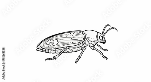 Detailed black and white illustration of a beetle with segmented body and antennae