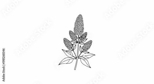 Detailed black and white illustration of a blooming plant with multiple flower clusters
