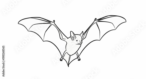 Detailed black and white line drawing of a bat in flight, wings spread wide
