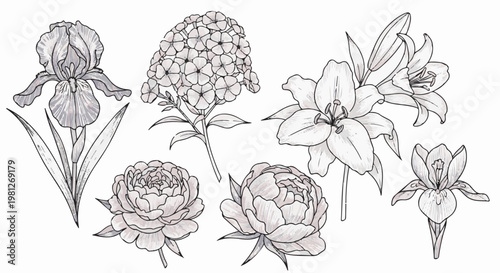 Delicate line art floral illustrations with muted grey shading