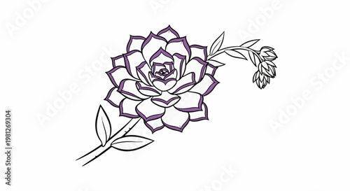 Delicate outline of a purple-edged succulent with buds on a white background