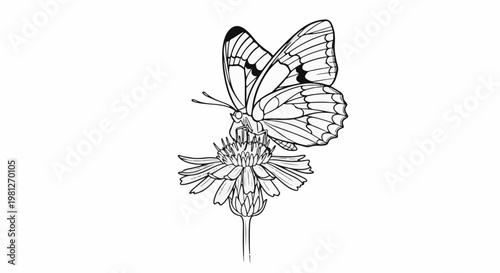 Detailed line drawing of a butterfly with patterned wings perched on a flowering plant