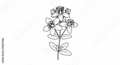 Detailed line drawing of a flowering plant with multiple blooms and leaves
