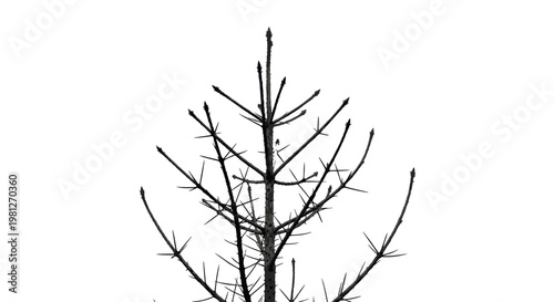 Vector Silhouette Illustration of Bare Tree Branches and Twigs Against a White Background,