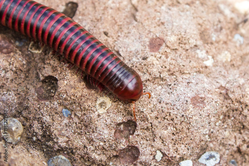 Close up of the head of a red and black striped Millipede on a rocky outcrop in the Frees State Drakensberg Mountains of South Africa.