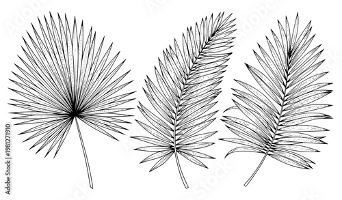 Bild auf Leinwand Tropical palm leaves vector illustration black and white hand drawn set