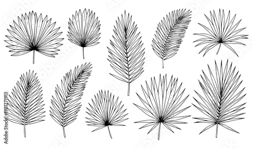 Black and white palm foliage vector hand drawn botanical illustration