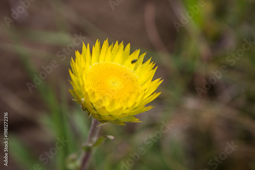 Close-up view of a single flower of a yellow Helichrysum, Helichrysum cooperi